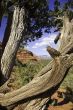 Gnarled tree in Sedona