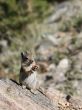 Close-up of Chipmunk chewing fruit