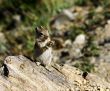 Chipmunk eating fruit