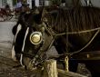 Pair of horses at rest