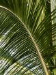 Overlapping Palm Tree Fronds