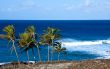 Palm trees with rough surf