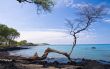 Single Tree on Hawaiian Beach