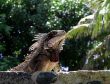 Lizard on stone wall