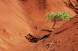 Lone tree in red canyon