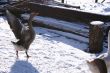  The goose on a snow.