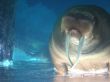 Oceanarium.