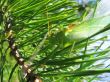 grasshopper on pine