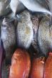 Rock Cod