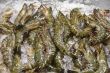 Shrimps
