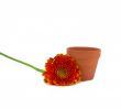 Orange Marigold and Terra Cotta Flowerpot