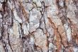 wood texture