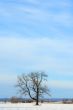 Lonely tree in a winter field