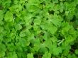 green leaves of Aquilegia vulgaris