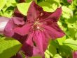 closeup of purple flower of clematis