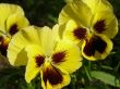 yellow pansy