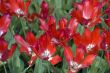 red tulips