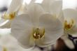 White orchids