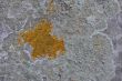Lichens on rock