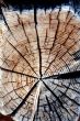 Wooden Background
