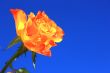 Orange Rose