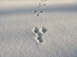Hares footsteps