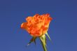 Orange Rose