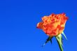 Orange Rose