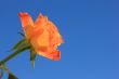 Orange Rose