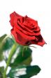 Red Rose