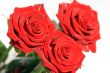 Red Roses