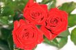 Red Roses