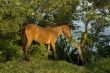 Poor Horse