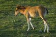Foal