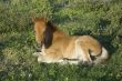 Foal