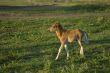 Foal