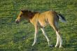 Foal