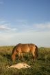 Brown Horse