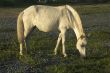 White Horse