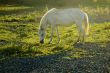 White Horse