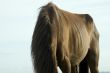Brown Horse