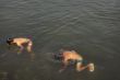 Divers