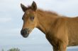 Foal