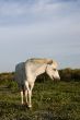 White Horse