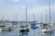 Sailboats