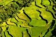 Rice Terraces
