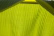 Banana Leaf