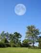 Trees with Moon
