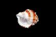 Sea Shell