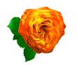 Nice my.